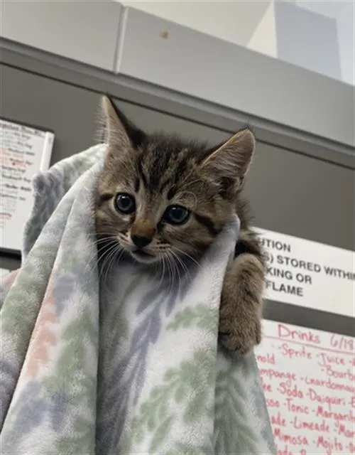 A baby medium-sized male Domestic Short Hair cat named Mcdreamy for adoption in Dallas, TX