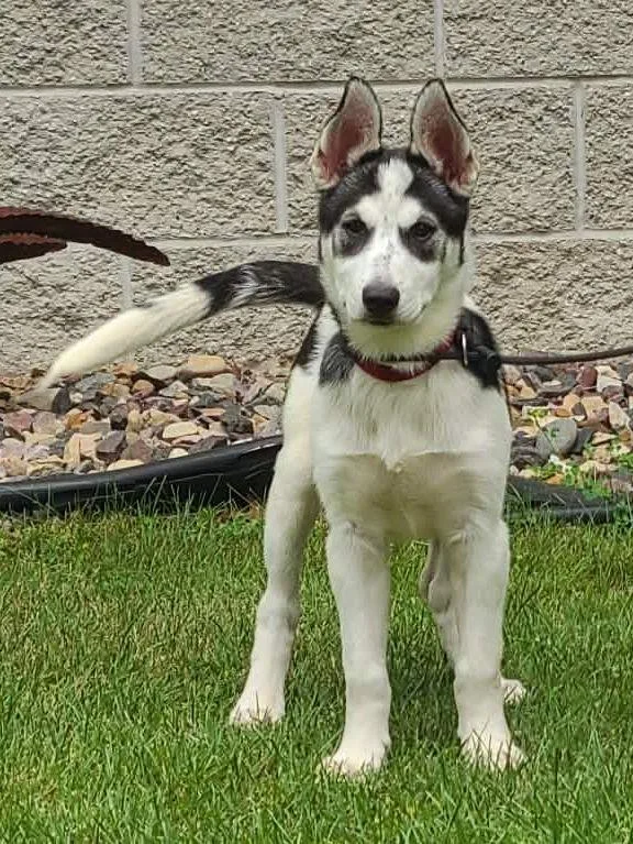 A baby medium-sized female Siberian Husky dog named Diva for adoption in Portage, WI