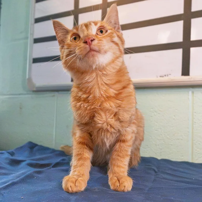A baby small-sized male Orange / Red Domestic Short Hair cat named Sandbar for adoption in South Elgin, IL