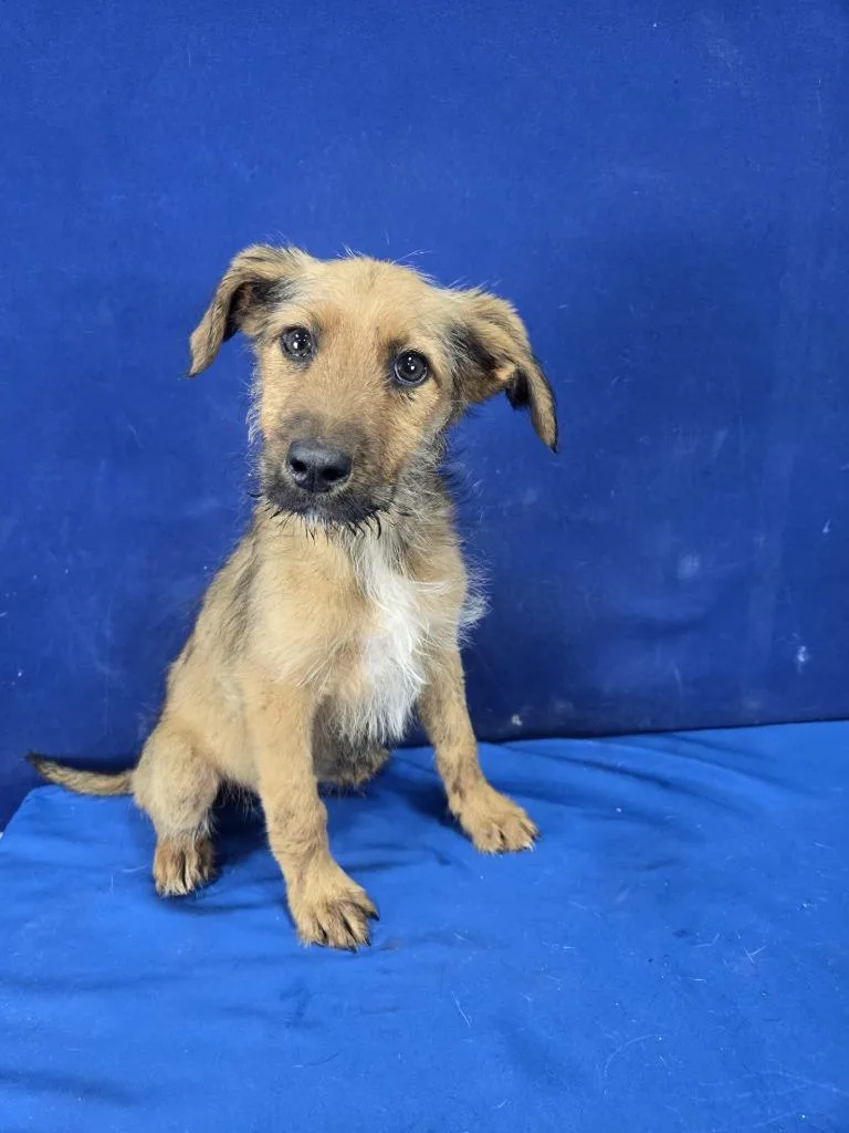 A baby large-sized female Mixed Breed dog named Marigold for adoption in Ruston, LA