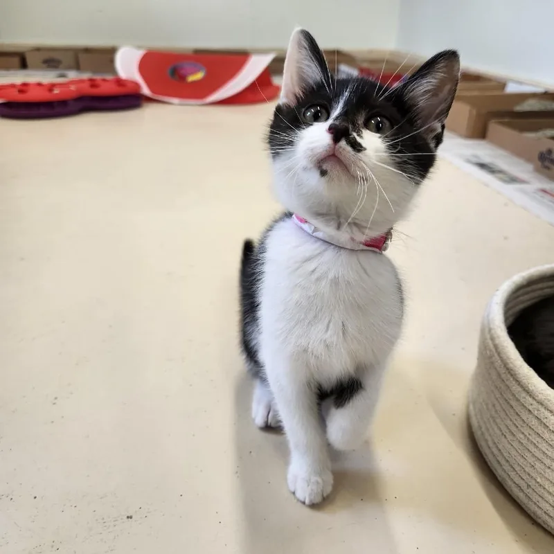 A baby small-sized female Black Domestic Short Hair cat named Cassidy for adoption in Delaware, OH