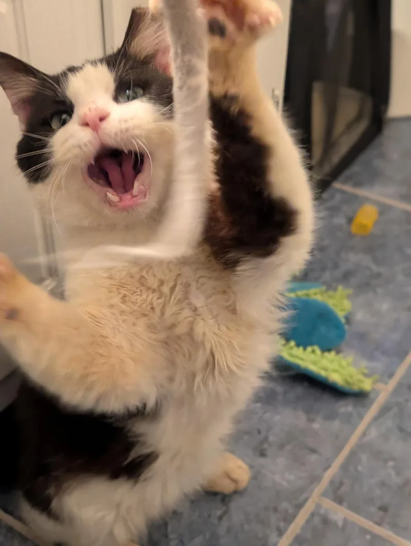 Joe Dirt thumbnail 2