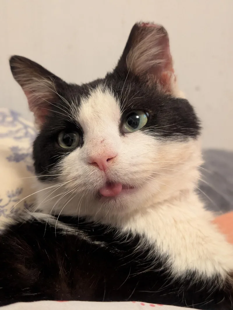 Joe Dirt thumbnail 3