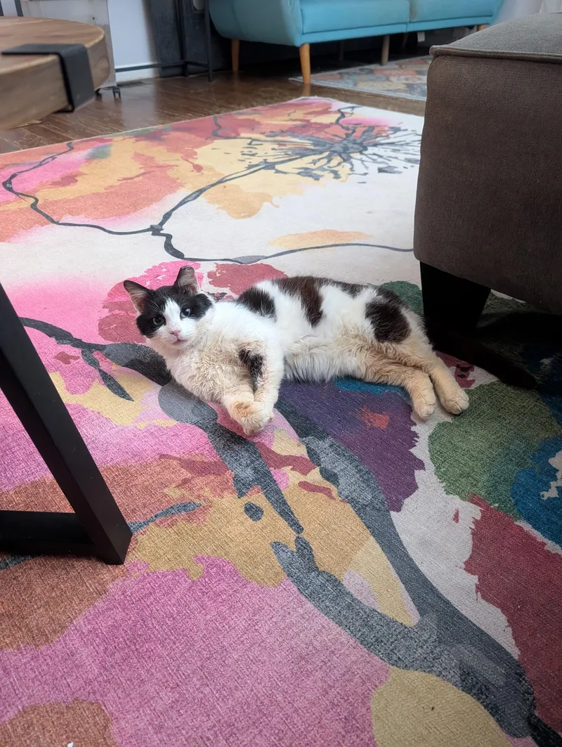 Joe Dirt thumbnail 4