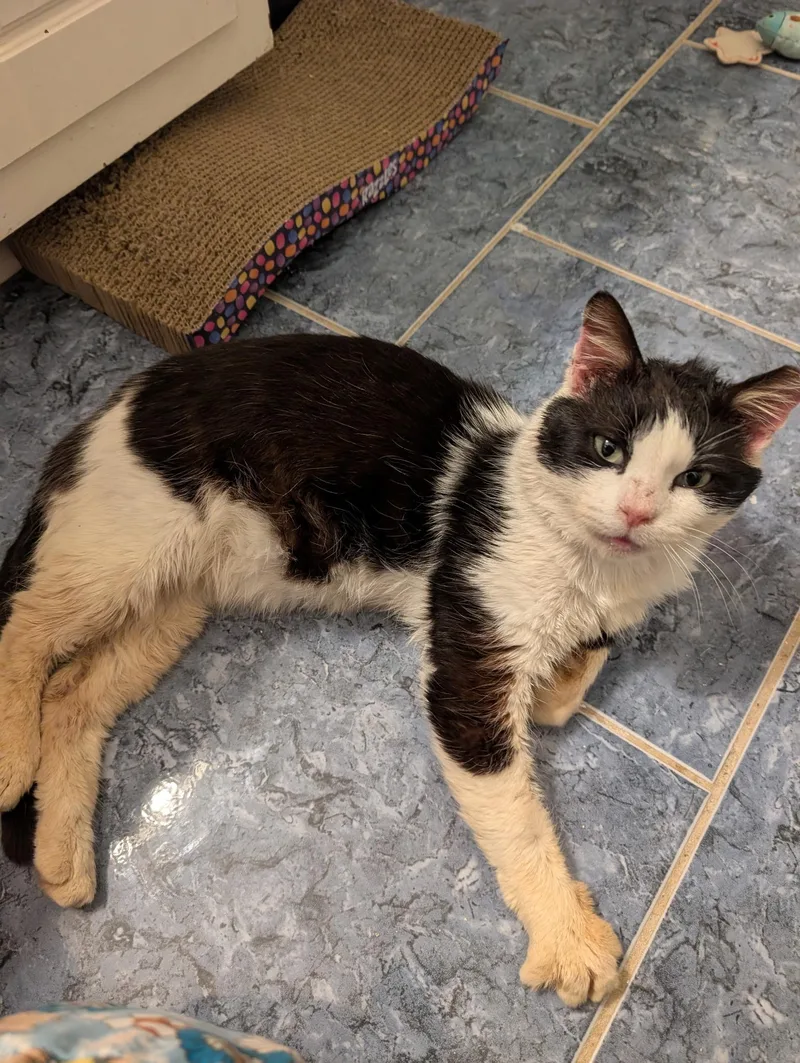 Joe Dirt thumbnail 5