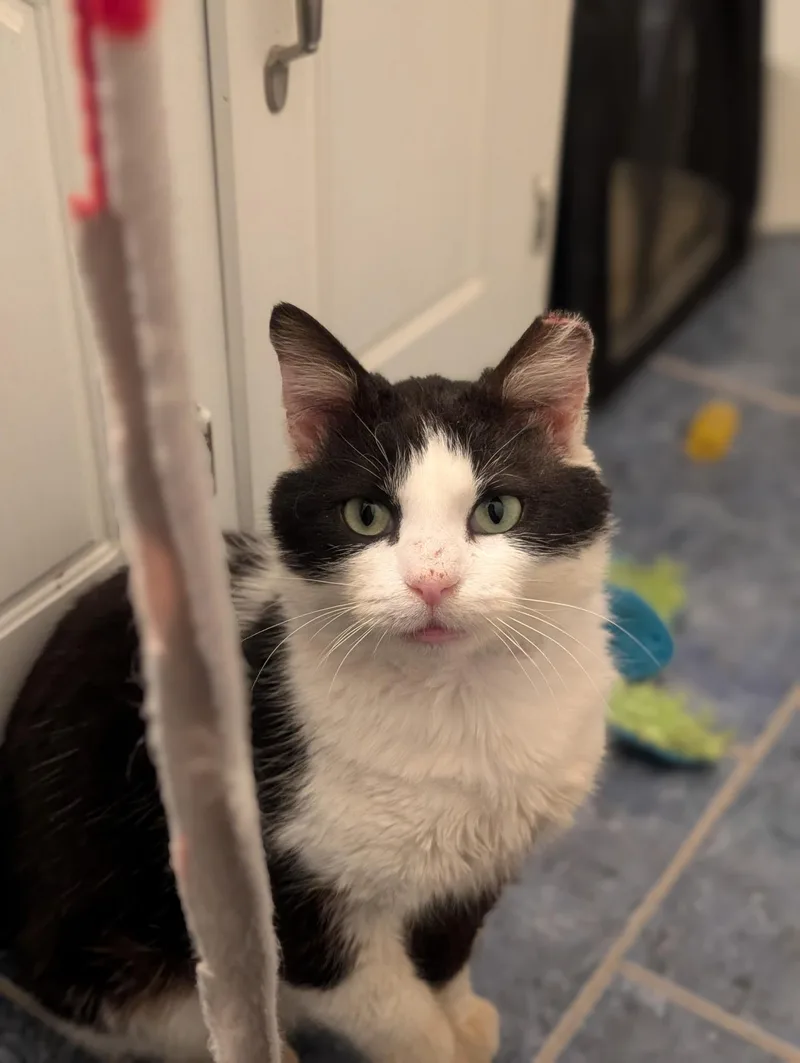 Joe Dirt thumbnail 6