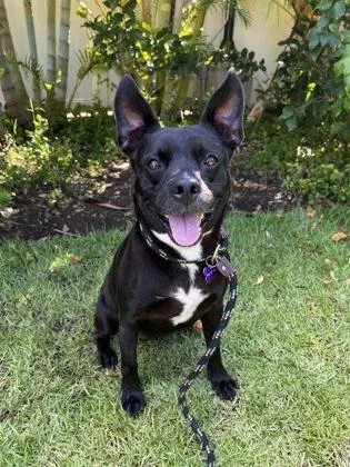 An adult medium-sized female Pit Bull Terrier dog named Princess Tiana for adoption in Honolulu, HI
