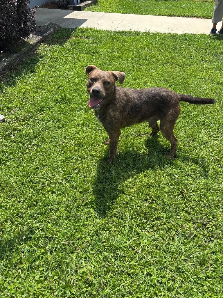 A young large-sized male Terrier dog named Smokey for adoption in Metter, GA