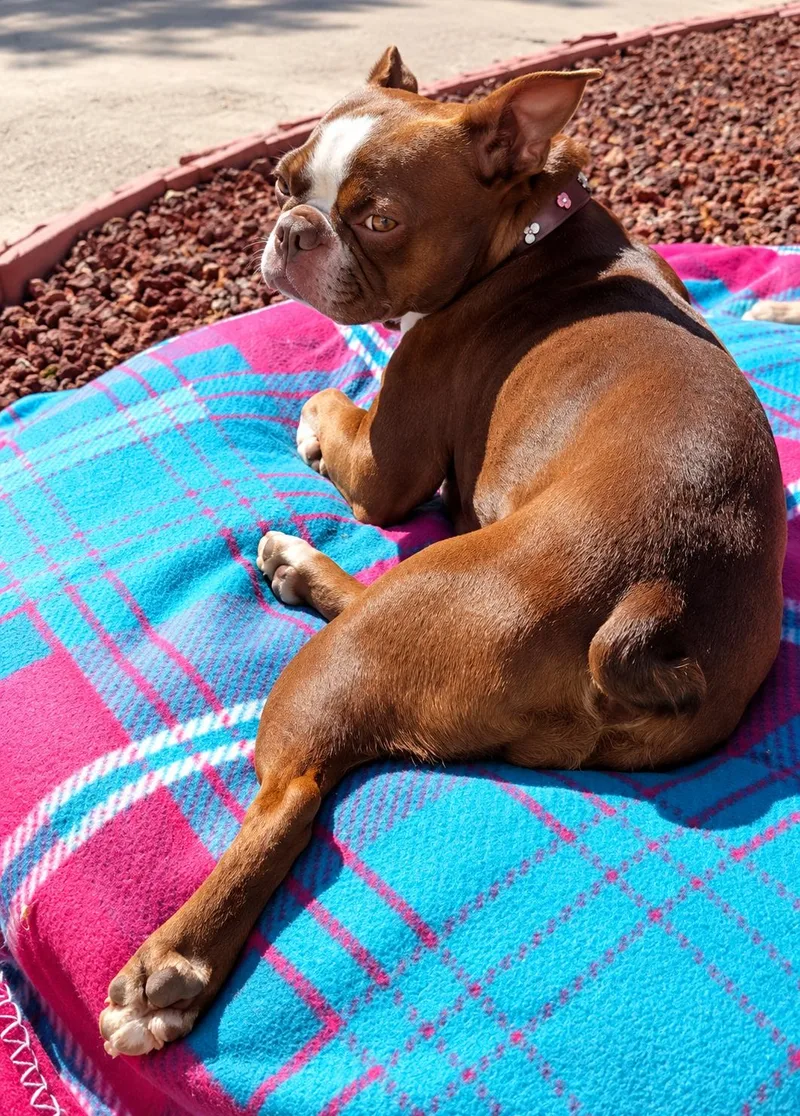 Roxy thumbnail 4