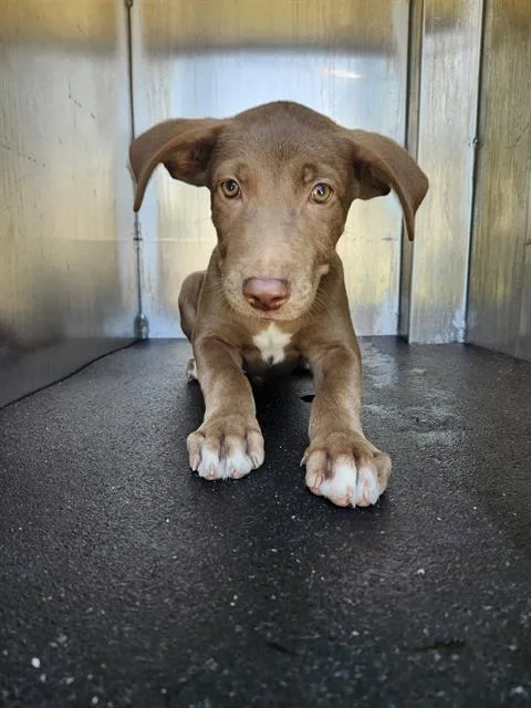 A baby small-sized female Labrador Retriever dog named Mocha for adoption in San Antonio, TX