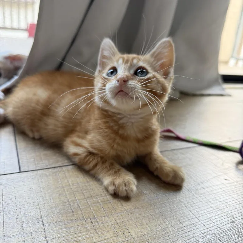 A baby small-sized male Orange / Red Domestic Short Hair cat named Preston for adoption in Tustin, CA