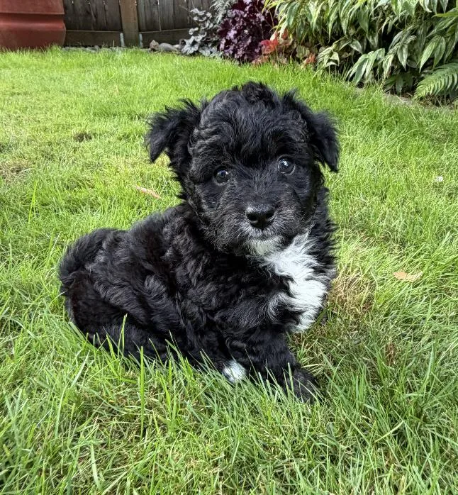 A baby small-sized male Poodle dog named Rolo for adoption in Seattle, WA