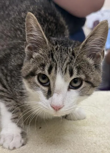A baby small-sized male Domestic Short Hair cat named Baby Blue for adoption in Fishers, IN