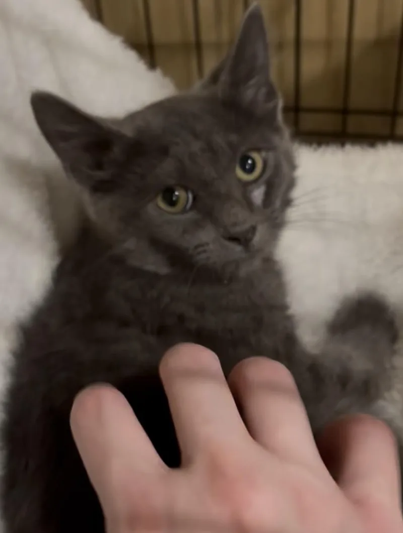 Koala thumbnail 2
