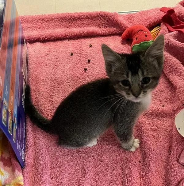 A baby small-sized female Domestic Short Hair cat named Levi for adoption in Oakland, CA