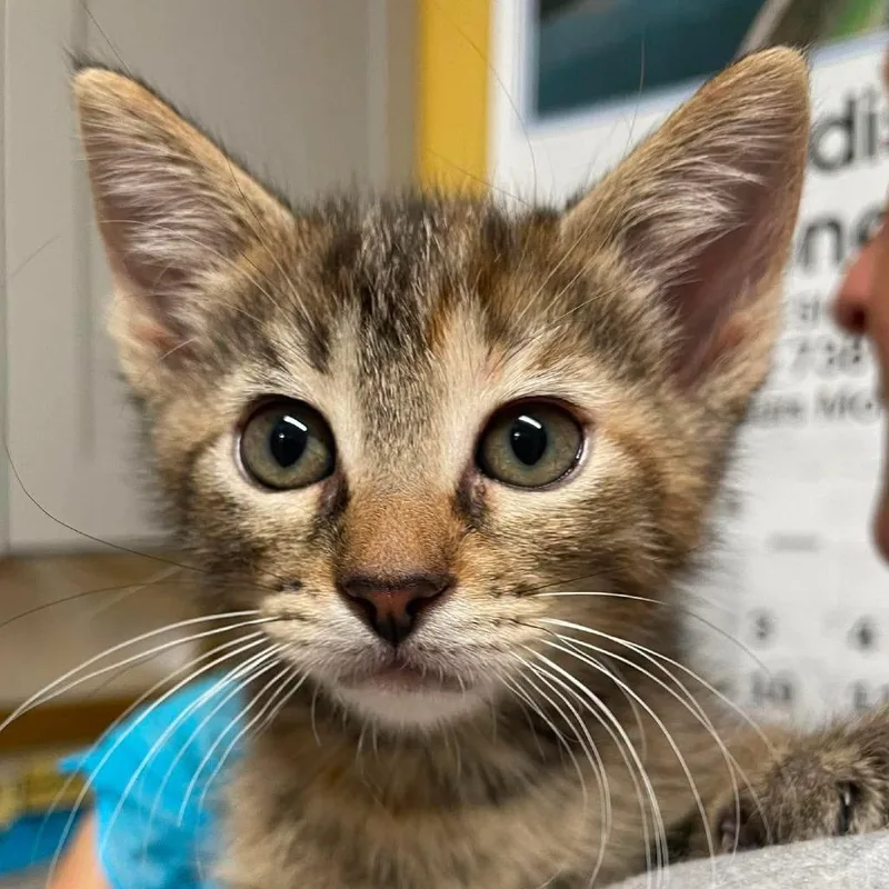 A baby small-sized female Domestic Short Hair cat named Ember for adoption in Huntsville, AR