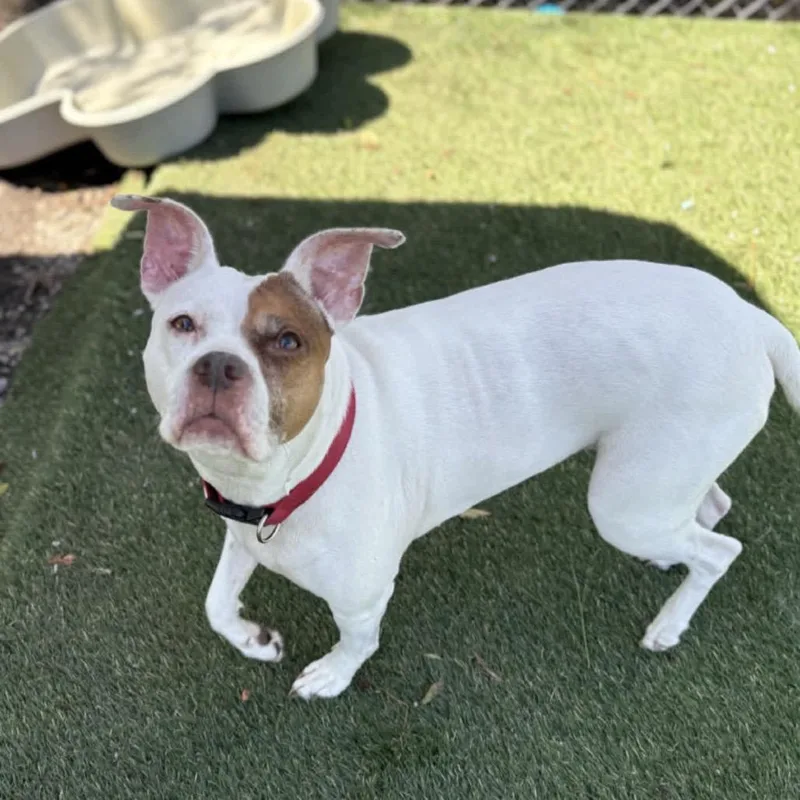 A senior large-sized female Pit Bull Terrier dog named Winter for adoption in Newport, NC