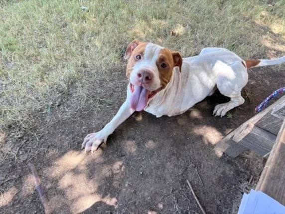 An adult medium-sized male Pit Bull Terrier dog named Money for adoption in Tulsa, OK