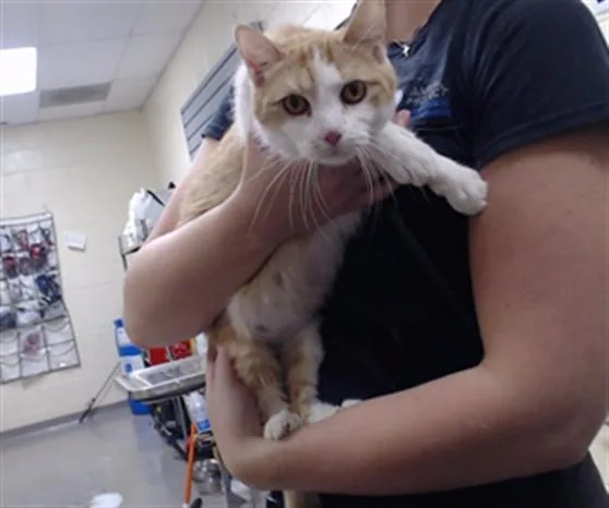 An adult small-sized female Domestic Short Hair cat named Ray for adoption in Denver, CO