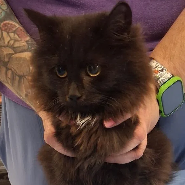A baby small-sized male Domestic Long Hair cat named BeowulfC for adoption in East Saint Louis, IL