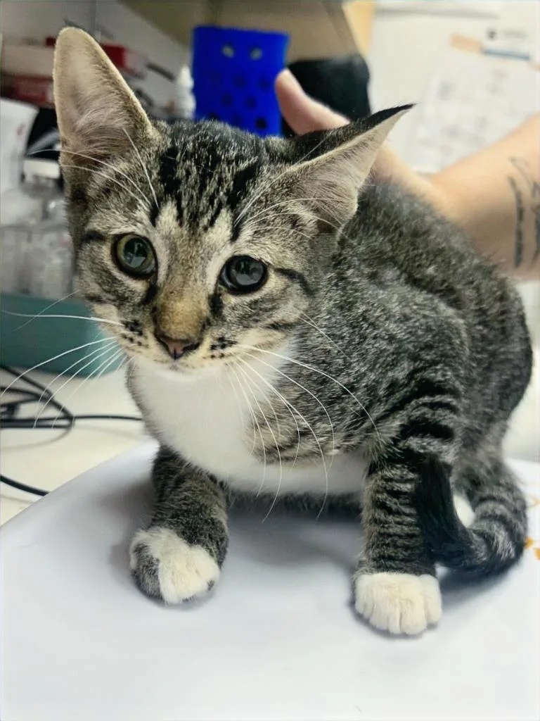 A baby small-sized male Domestic Short Hair cat named Alan for adoption in Hartsville, SC