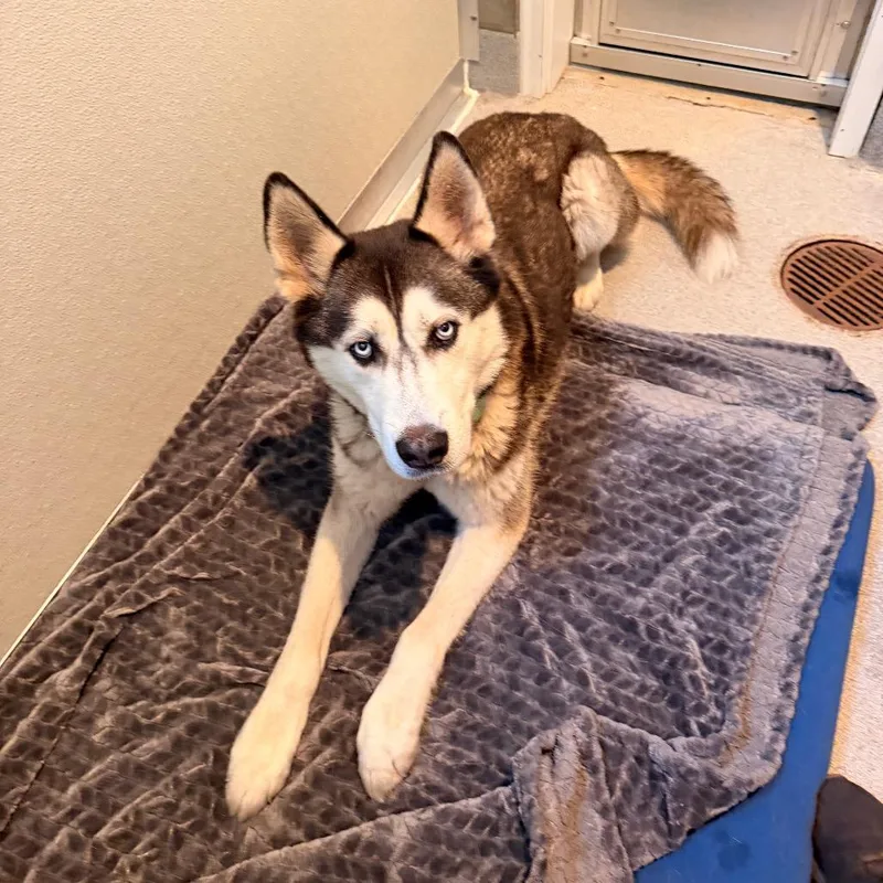 A senior large-sized male Gray / Blue / Silver Husky dog named Punk for adoption in Port Angeles, WA