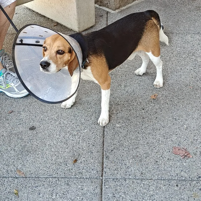 An adult medium-sized male Brown / Chocolate Beagle dog named Milo for adoption in Upland, CA