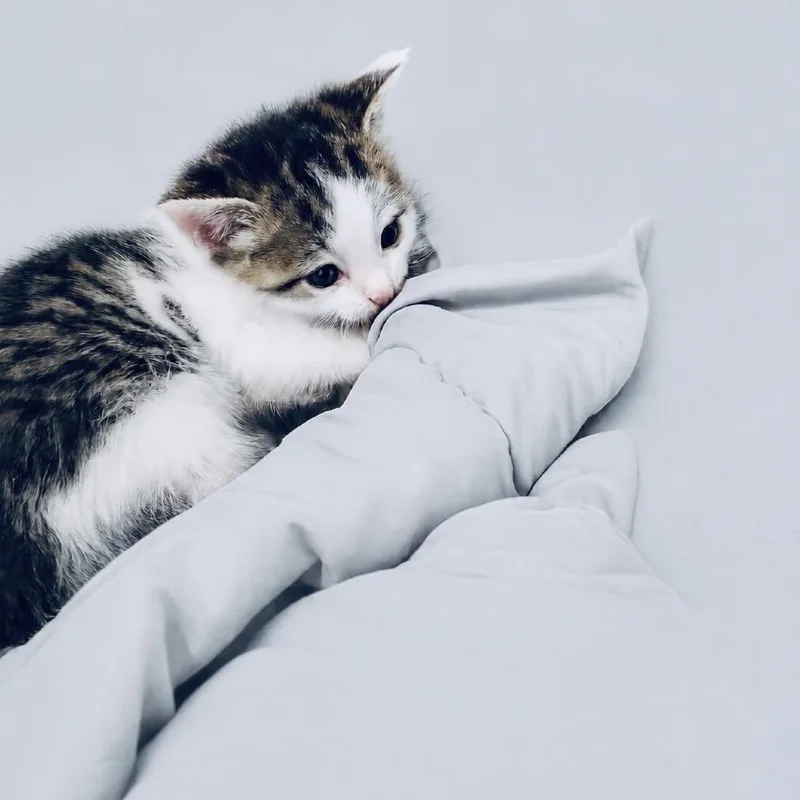 Biscuit