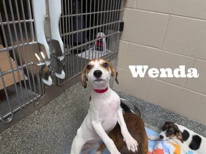 A baby medium-sized female Labrador Retriever dog named Wenda for adoption in Morton Grove, IL