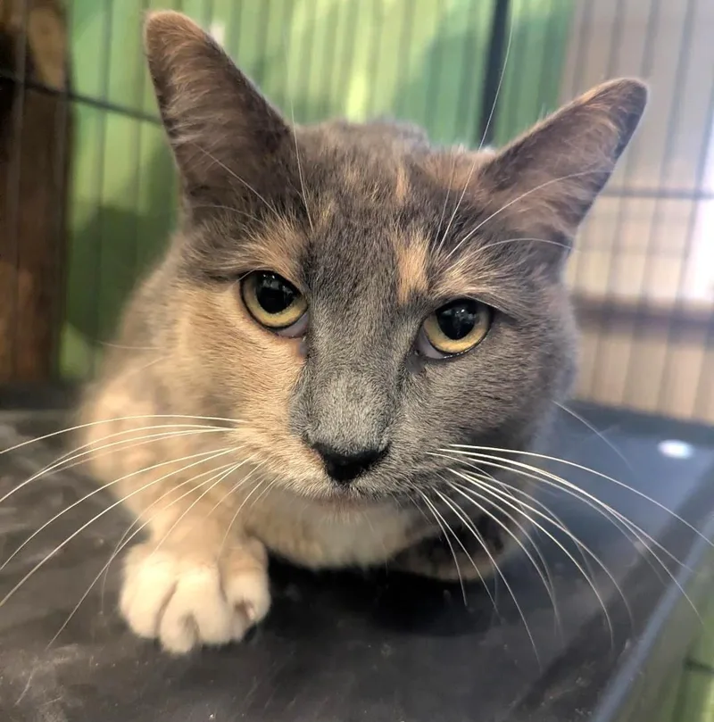 Miss Priss  Chunky thumbnail 2