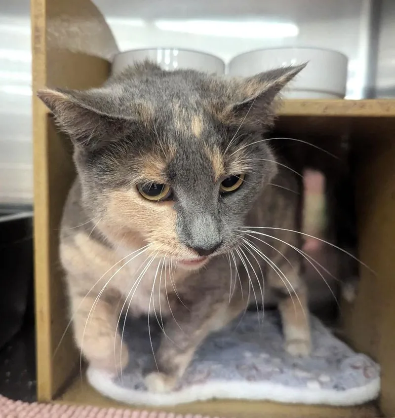 Miss Priss  Chunky thumbnail 3