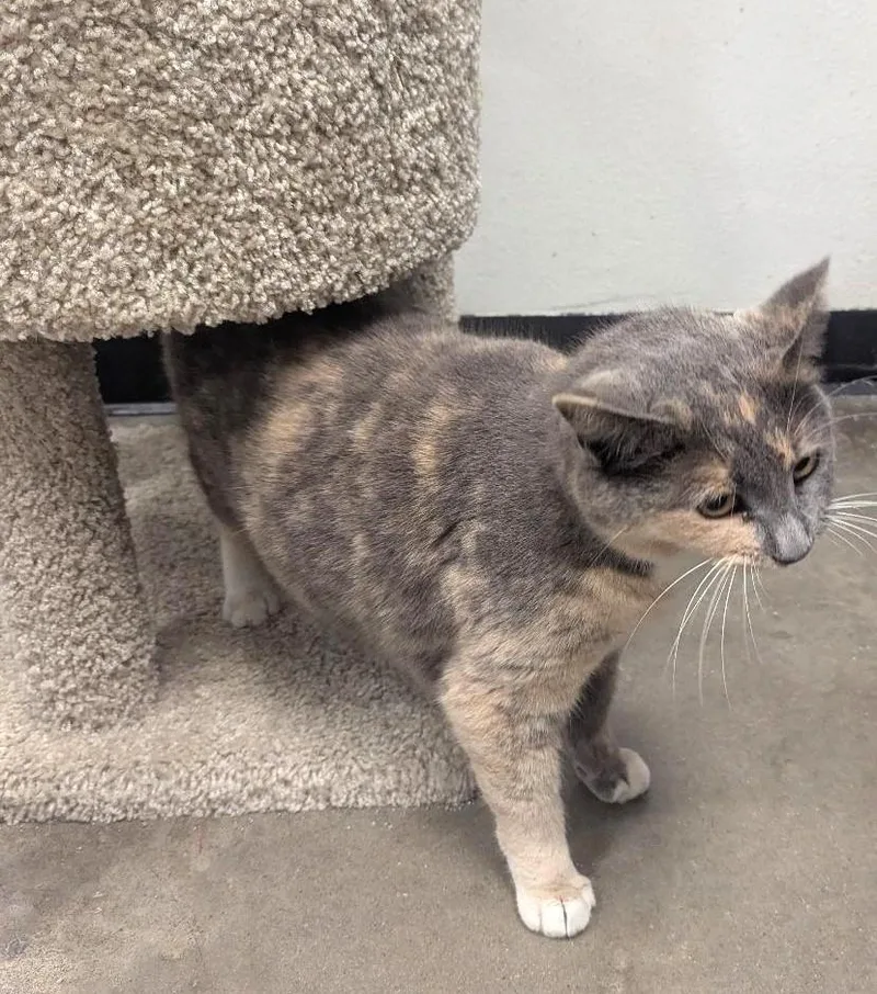 Miss Priss  Chunky thumbnail 4