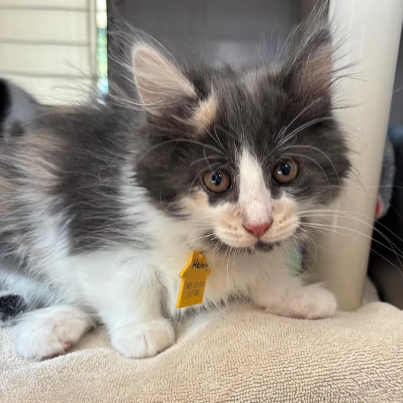 A baby small-sized female Calico Domestic Long Hair cat named Helen for adoption in Springfield, MA