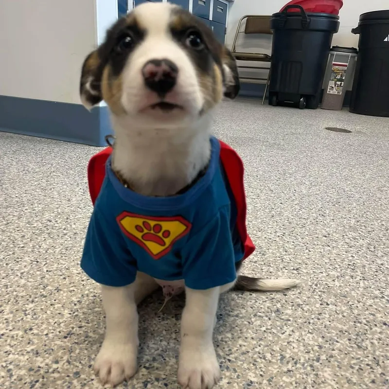 A baby medium-sized male Border Collie dog named George for adoption in Prineville, OR