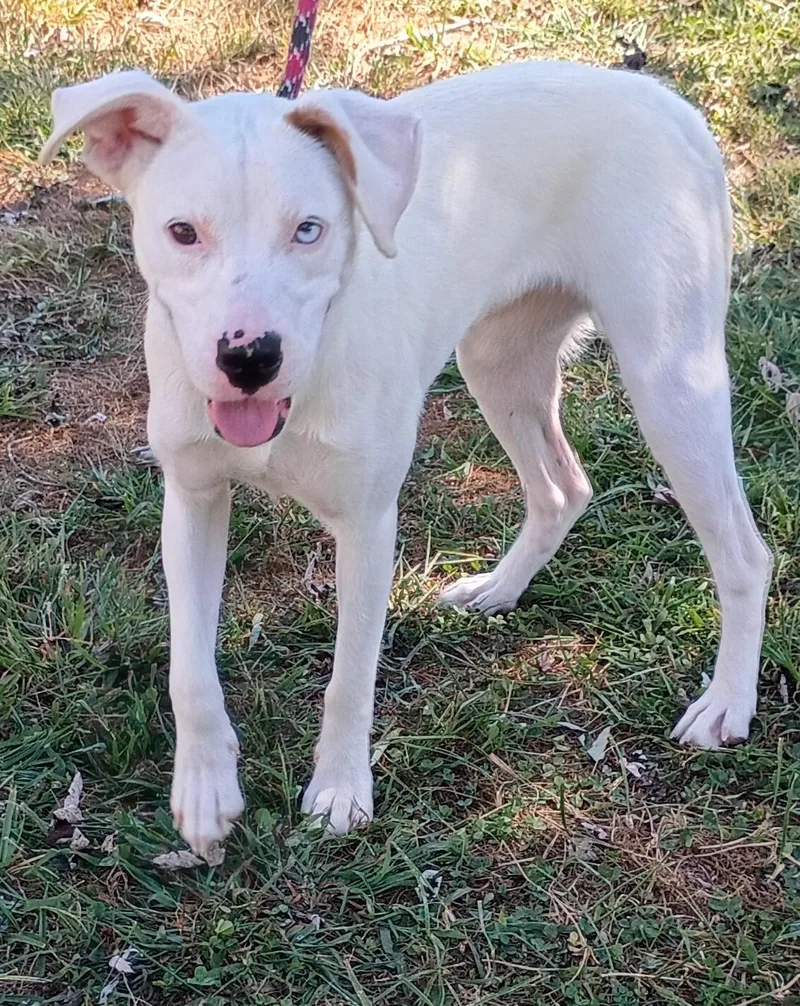 A young medium-sized female Boxer dog named Sky for adoption in Maynardville, TN