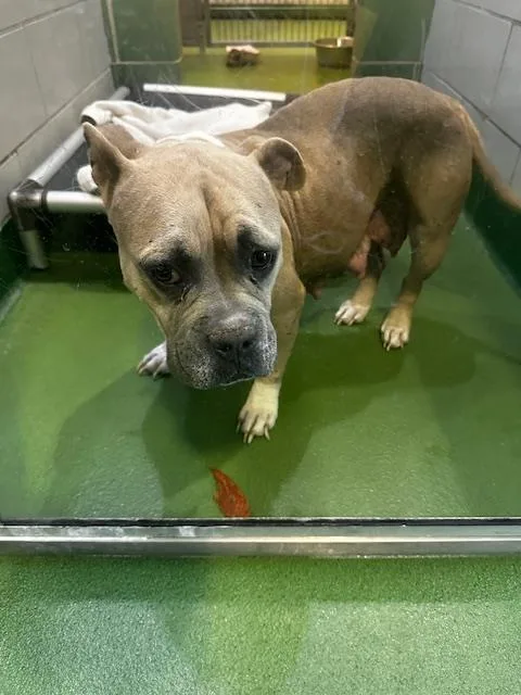 An adult medium-sized female Mixed Breed dog named Rose for adoption in Dallas, TX