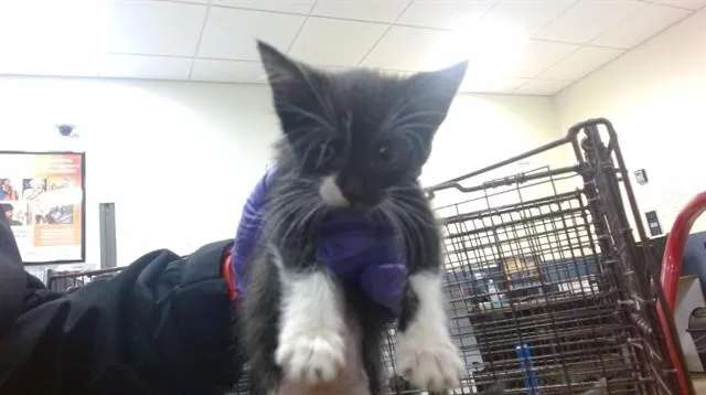 A baby small-sized male Domestic Medium Hair cat named Binx for adoption in Miami, FL