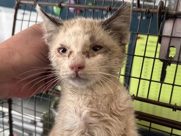 A baby small-sized female Domestic Short Hair cat named Velvet for adoption in Salt Lake City, UT