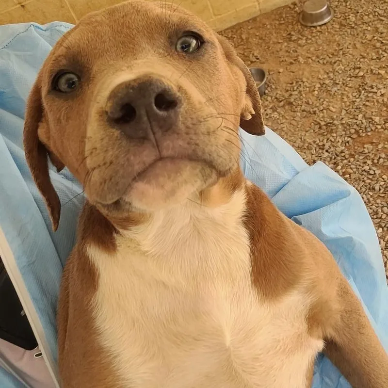 Marshall thumbnail 2