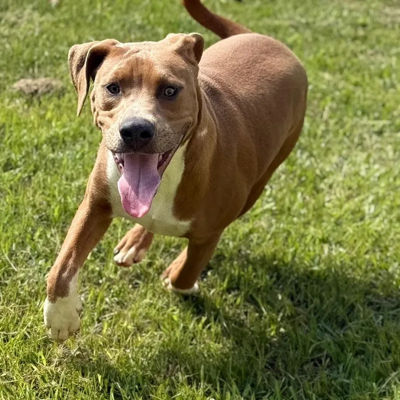 Marshall thumbnail 4