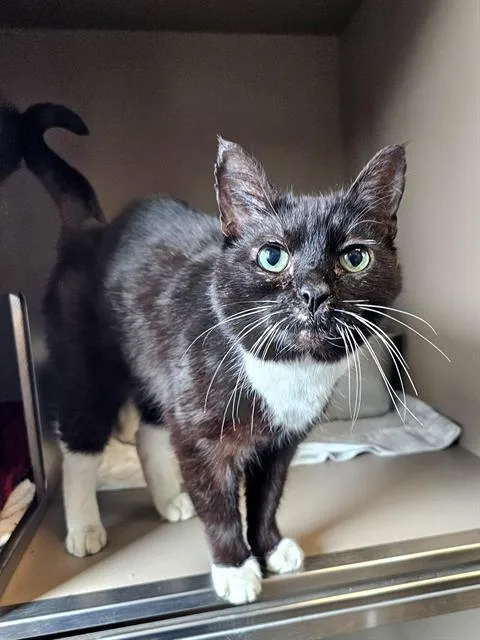 A senior medium-sized male Black & White / Tuxedo Domestic Short Hair cat named Grackle for adoption in Clyde, NC