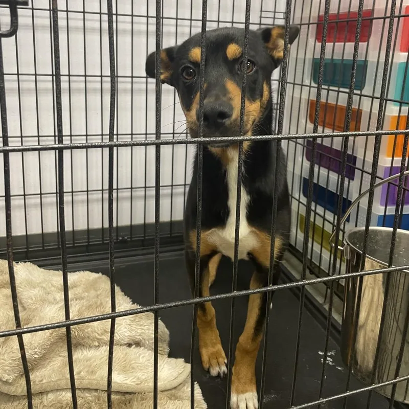 A young medium-sized female Black Mixed Breed dog named Dobbie for adoption in Dickinson, TX
