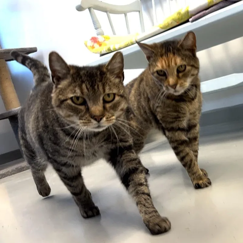 An adult medium-sized male Tabby (Tiger Striped) Domestic Short Hair cat named Buddy for adoption in Medfield, MA