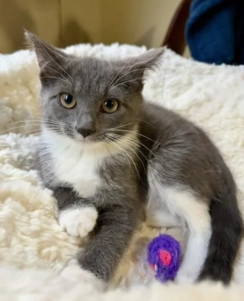 A baby small-sized female Domestic Medium Hair cat named Syrup for adoption in Broomfield, CO