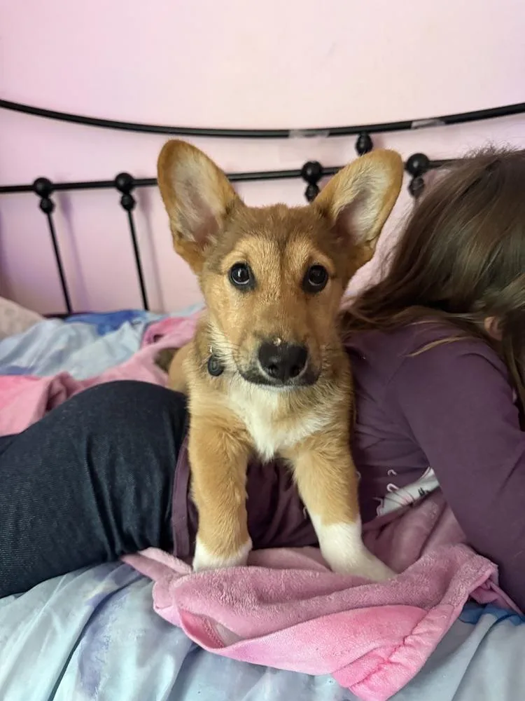 A baby medium-sized male Brown / Chocolate Border Collie dog named Wookie for adoption in Deltona, FL
