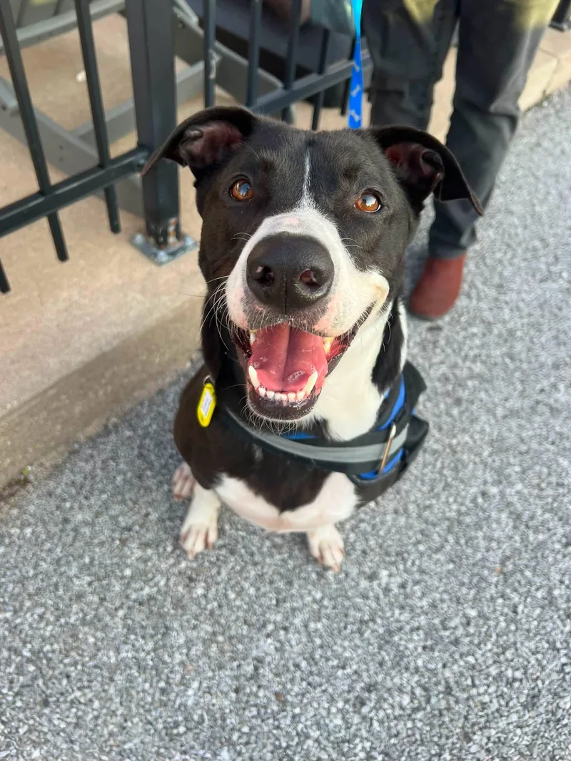 An adult medium-sized male Mixed Breed dog named Taki for adoption in Davenport, IA
