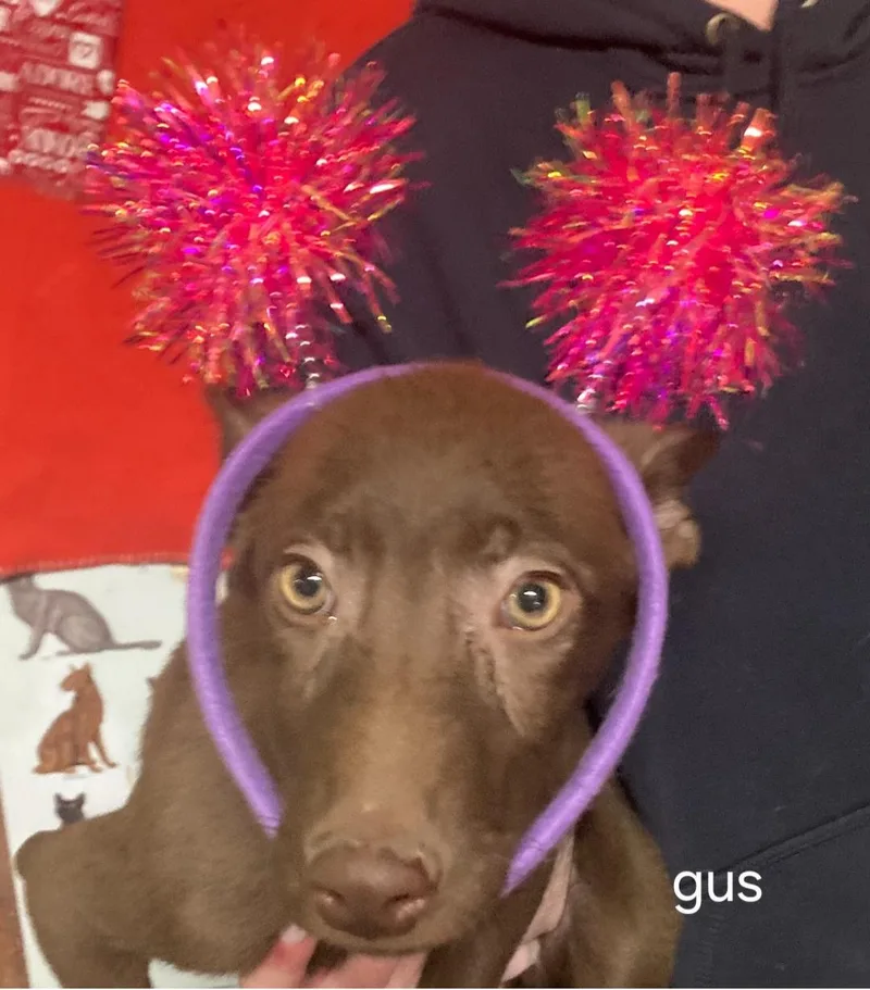 P Gus