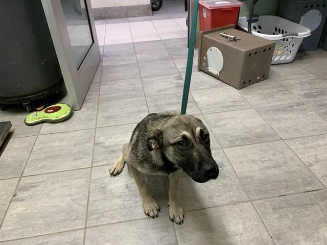 A young small-sized female German Shepherd Dog dog named Blossom for adoption in Grand Prairie, TX