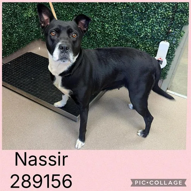 An adult medium-sized female Mixed Breed dog named Nassir for adoption in Macon, GA