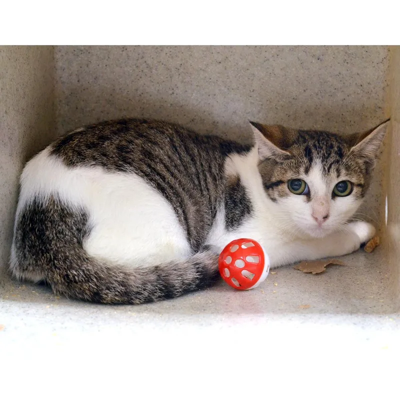 A baby medium-sized female Domestic Short Hair cat named Piper for adoption in Sanford, FL